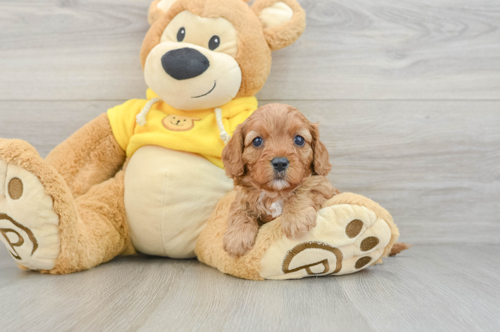 6 week old Cavapoo Puppy For Sale - Seaside Pups