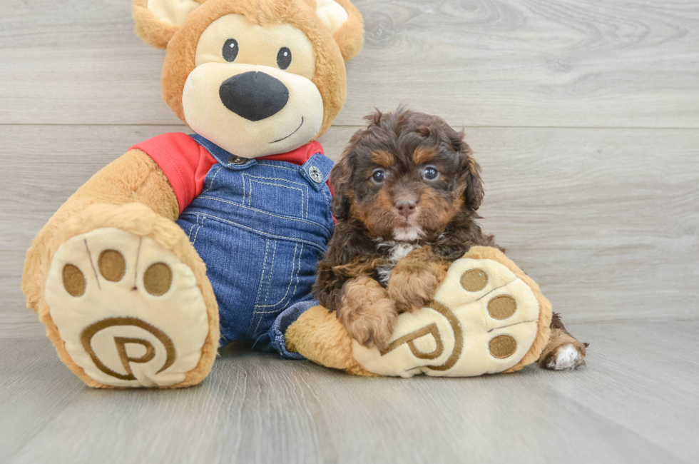 5 week old Cavapoo Puppy For Sale - Seaside Pups