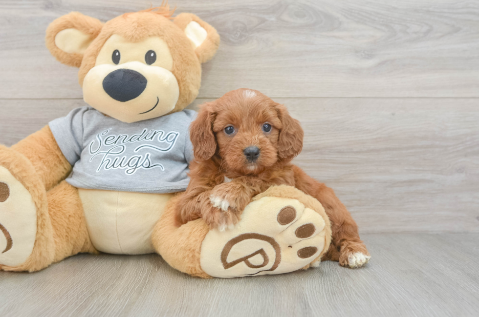5 week old Cavapoo Puppy For Sale - Seaside Pups
