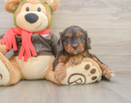 7 week old Cavapoo Puppy For Sale - Seaside Pups