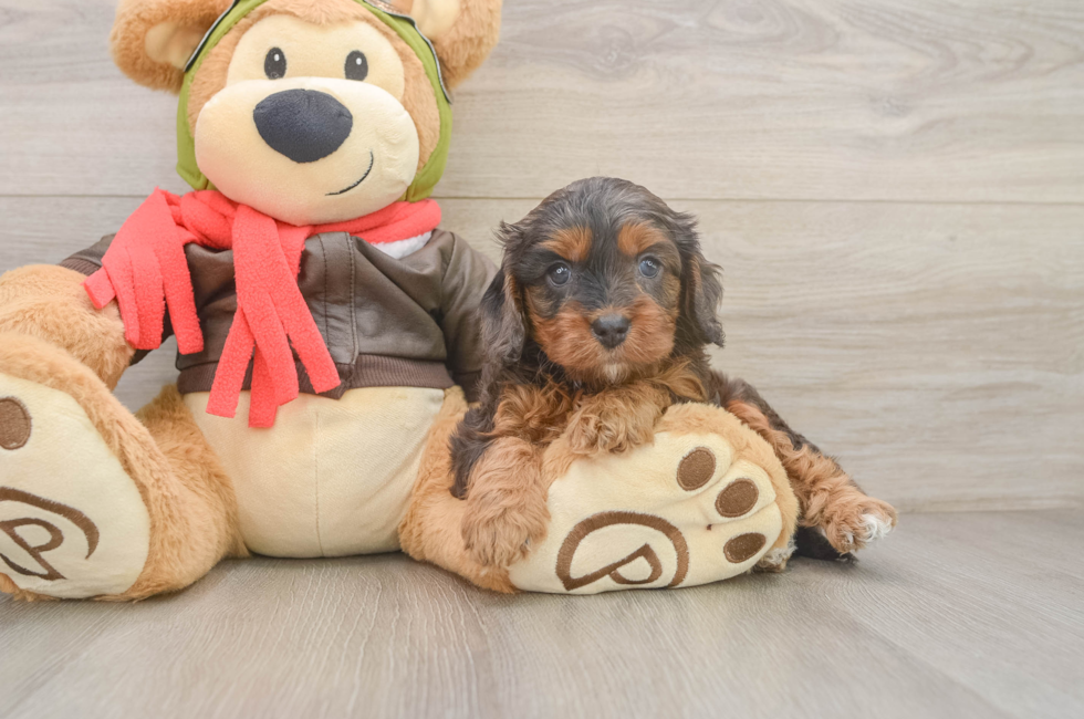 5 week old Cavapoo Puppy For Sale - Seaside Pups