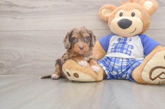 5 week old Cavapoo Puppy For Sale - Seaside Pups Best Cavapoo Baby