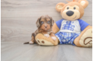 Meet Galena - our Cavapoo Puppy Photo  1/3 - Seaside Pups Best Cavapoo Baby