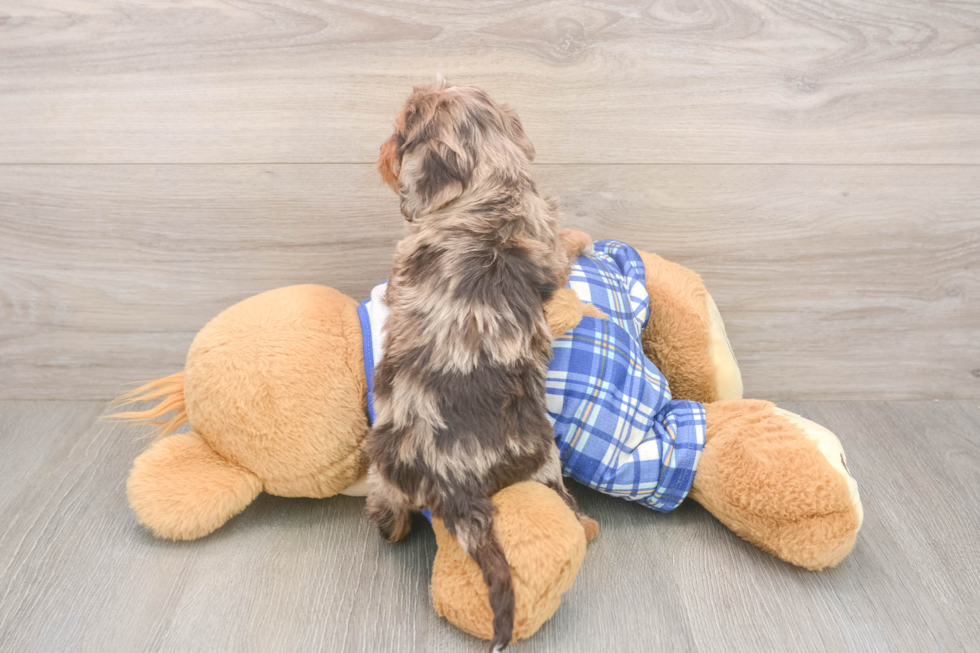 Meet Galena - our Cavapoo Puppy Photo  3/3 - Seaside Pups Cavapoo Puppy for Adoption