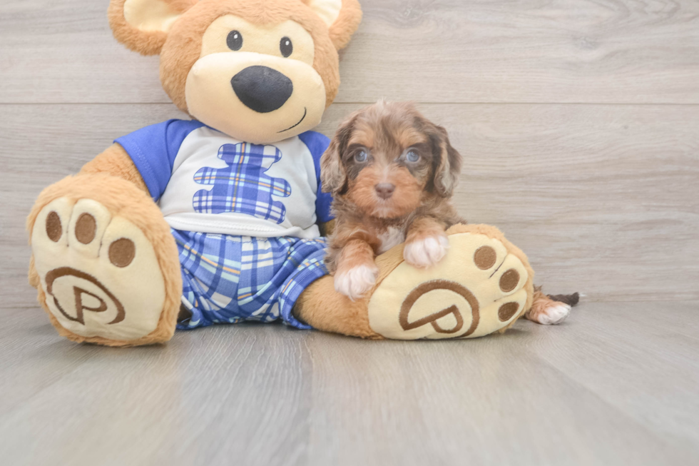 Meet Galena - our Cavapoo Puppy Photo  2/3 - Seaside Pups Cavapoo Pup Being Cute