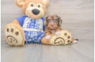 Meet Galena - our Cavapoo Puppy Photo  2/3 - Seaside Pups Cavapoo Pup Being Cute