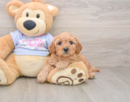 7 week old Cavapoo Puppy For Sale - Seaside Pups