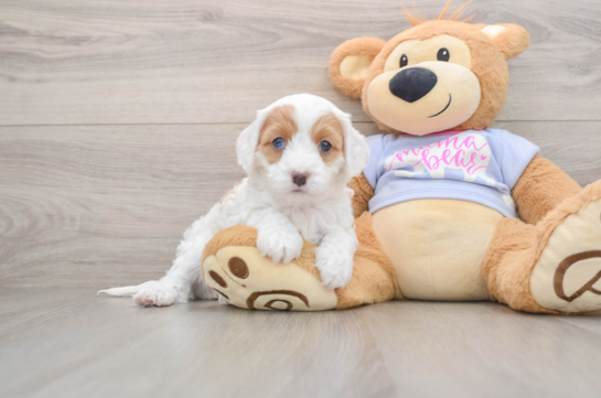 Cavapoo Pup Being Cute