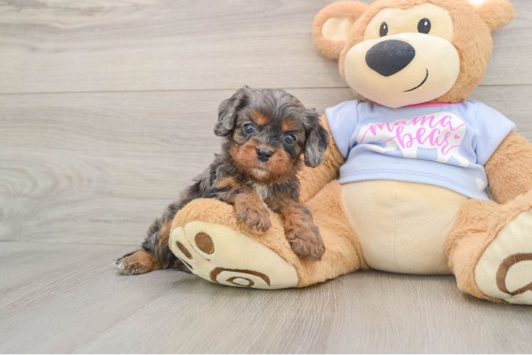 Happy Cavapoo Baby