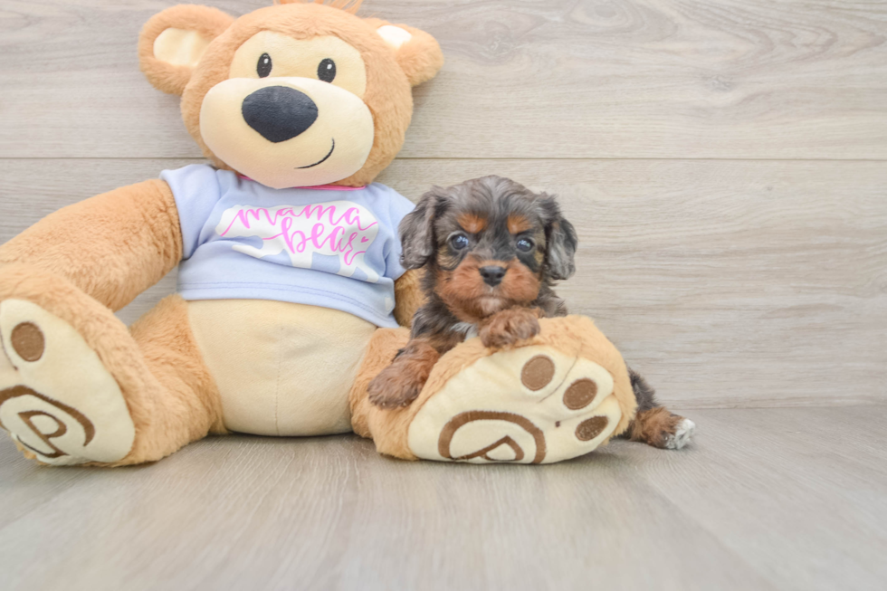 Best Cavapoo Baby