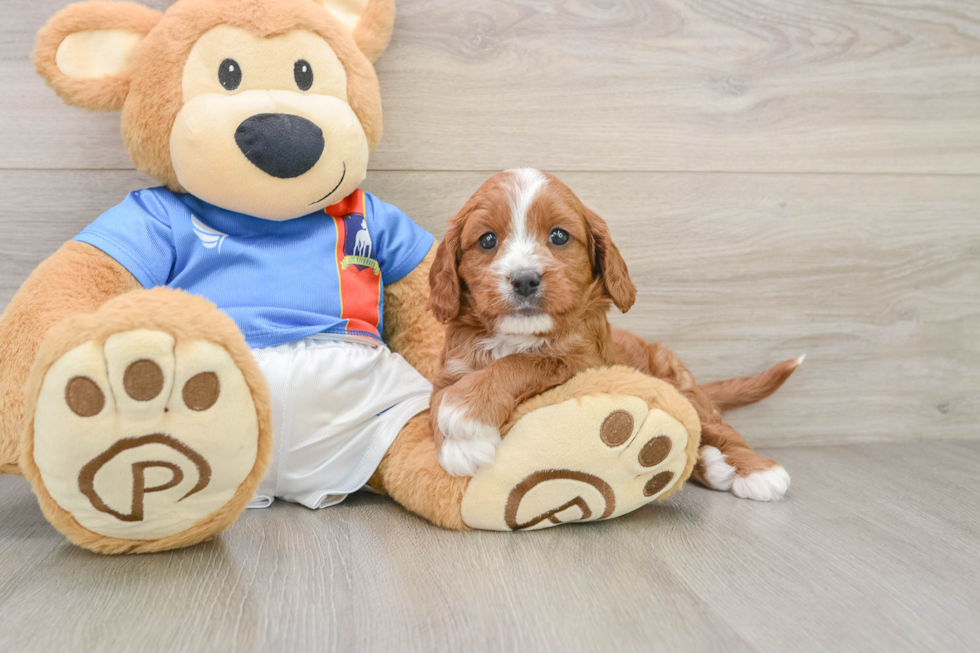 Cavapoo Pup Being Cute
