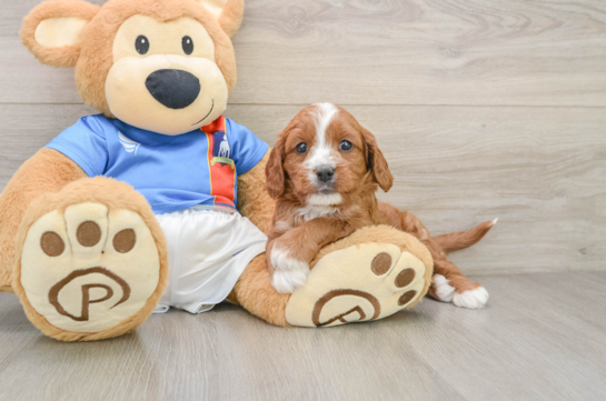 Cavapoo Pup Being Cute