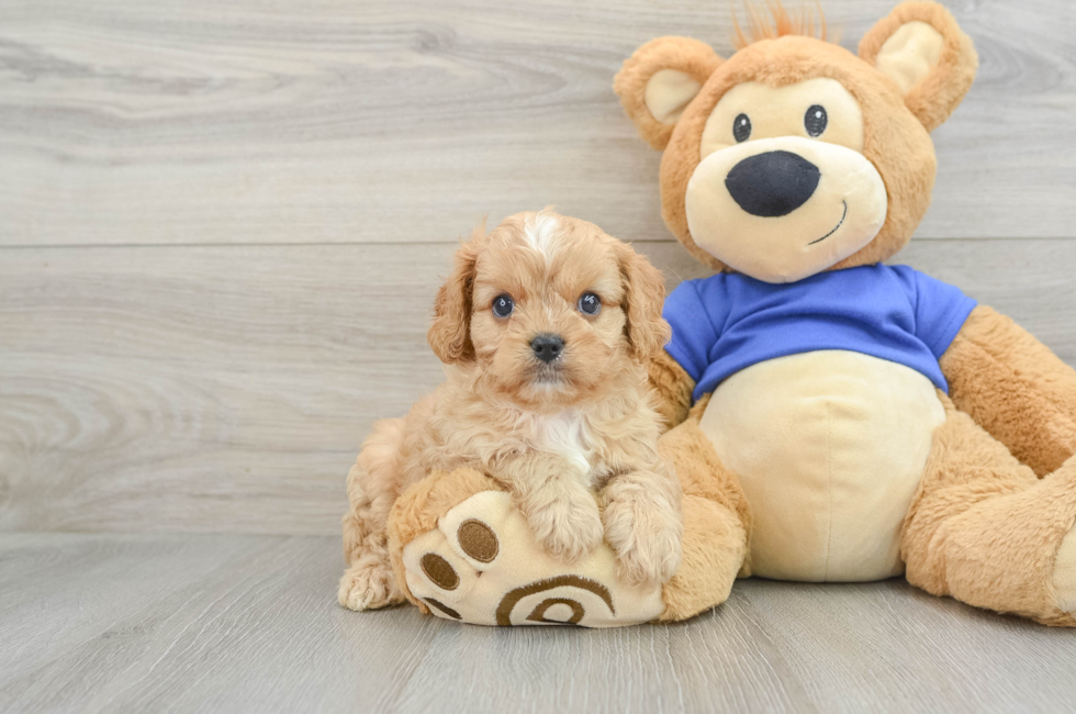 7 week old Cavapoo Puppy For Sale - Seaside Pups