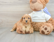 8 week old Cavapoo Puppy For Sale - Seaside Pups