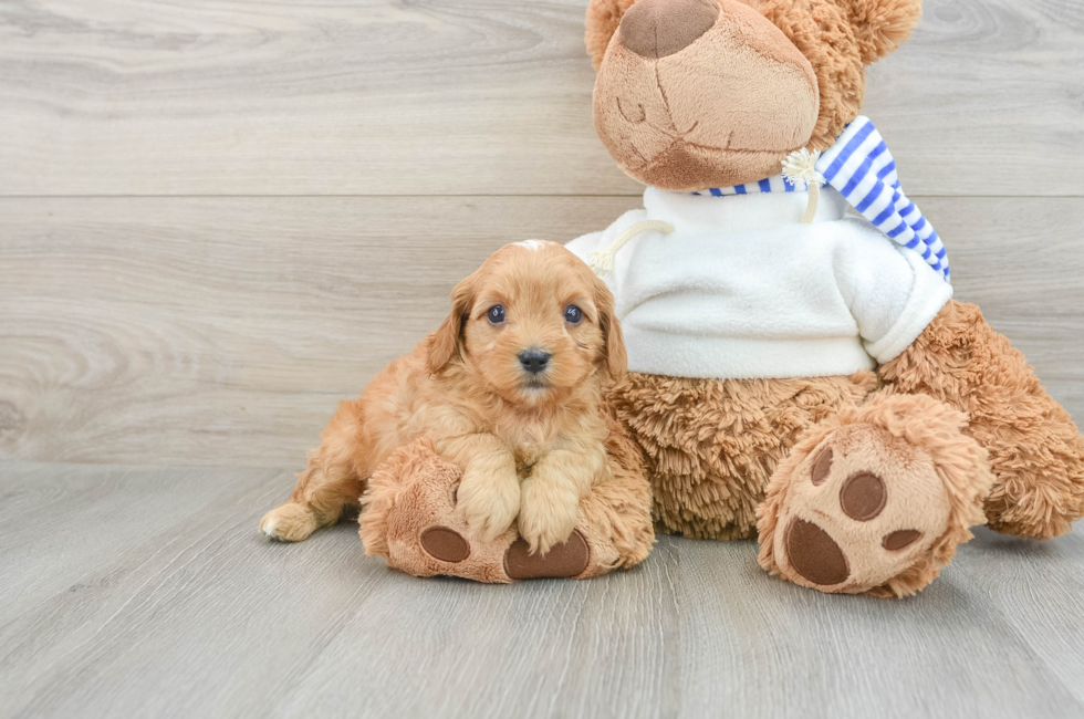 8 week old Cavapoo Puppy For Sale - Seaside Pups