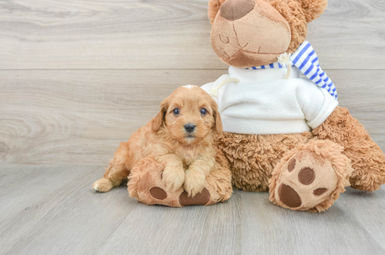 Playful Cavapoodle Poodle Mix Puppy