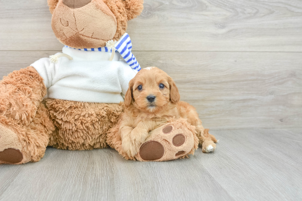 Hypoallergenic Cavadoodle Poodle Mix Puppy