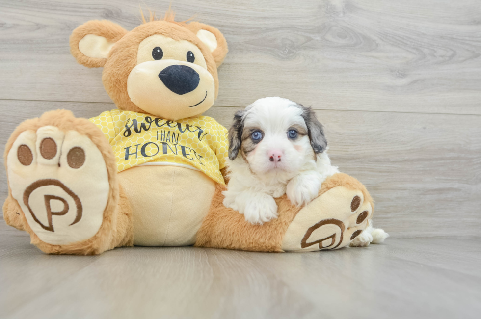 6 week old Cavapoo Puppy For Sale - Seaside Pups