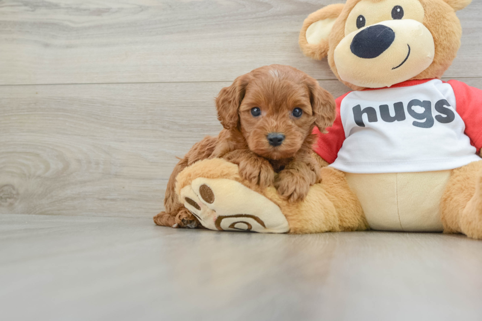 Best Cavapoo Baby