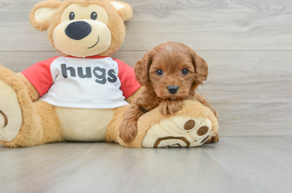 5 week old Cavapoo Puppy For Sale - Seaside Pups