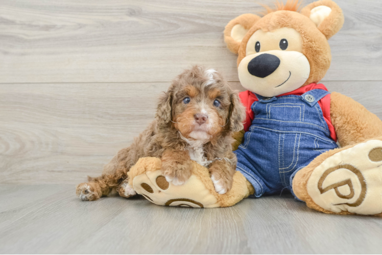 Cavapoo Pup Being Cute