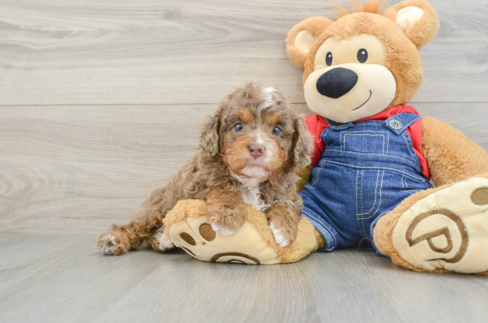 5 week old Cavapoo Puppy For Sale - Seaside Pups