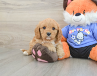 8 week old Cavapoo Puppy For Sale - Seaside Pups