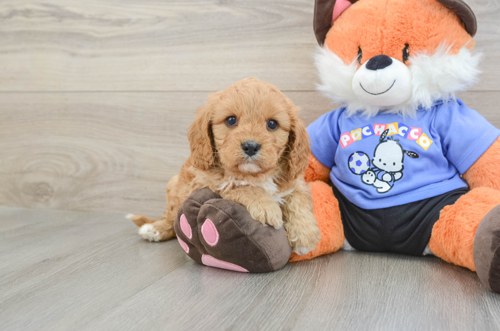 6 week old Cavapoo Puppy For Sale - Seaside Pups