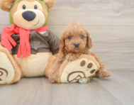 7 week old Cavapoo Puppy For Sale - Seaside Pups
