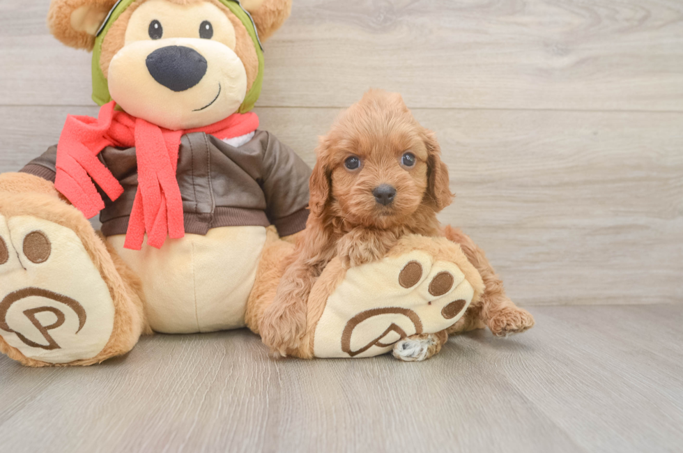 5 week old Cavapoo Puppy For Sale - Seaside Pups