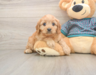 9 week old Cavapoo Puppy For Sale - Seaside Pups