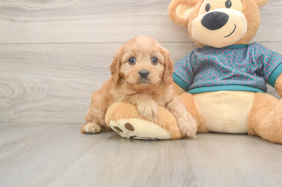 9 week old Cavapoo Puppy For Sale - Seaside Pups