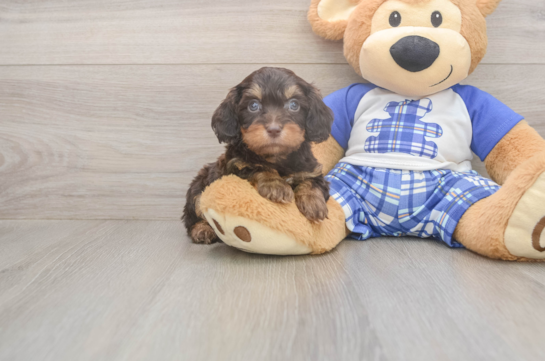 5 week old Cavapoo Puppy For Sale - Seaside Pups Best Cavapoo Baby