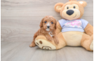 Cavapoo Pup Being Cute