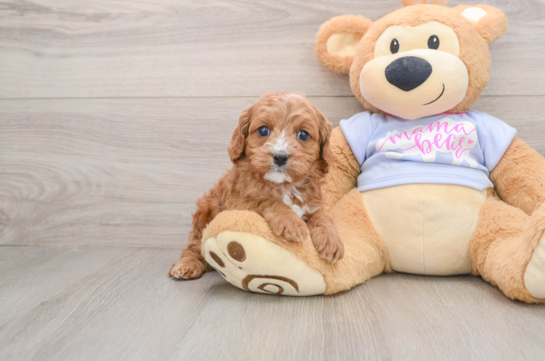 Cavapoo Pup Being Cute