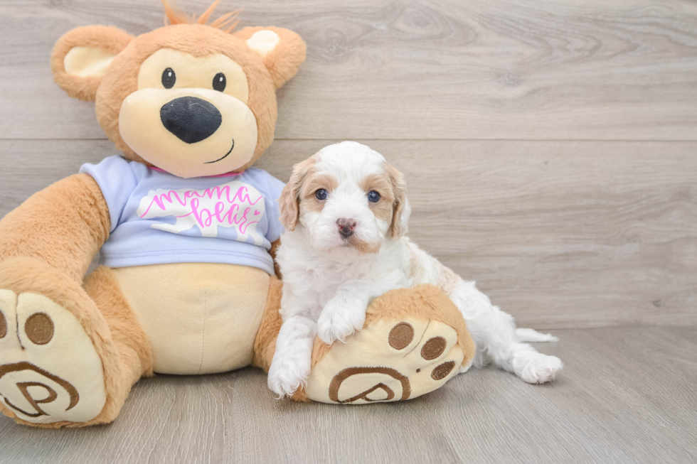 Petite Cavapoo Poodle Mix Pup