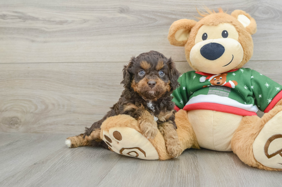 5 week old Cavapoo Puppy For Sale - Seaside Pups