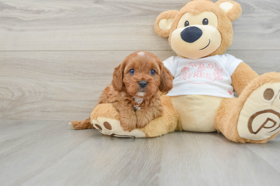 5 week old Cavapoo Puppy For Sale - Seaside Pups