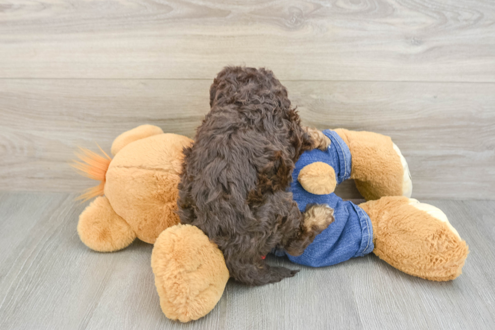 Best Cavapoo Baby
