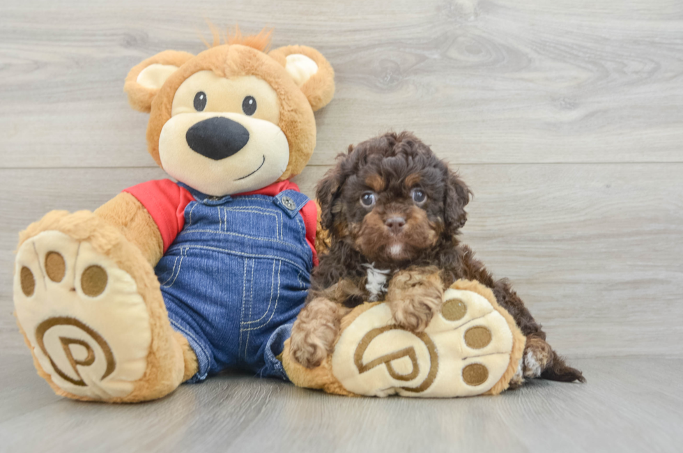 5 week old Cavapoo Puppy For Sale - Seaside Pups