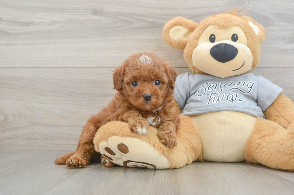 5 week old Cavapoo Puppy For Sale - Seaside Pups