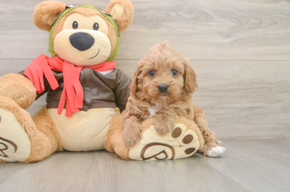 5 week old Cavapoo Puppy For Sale - Seaside Pups