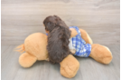 Cavapoo Puppy for Adoption