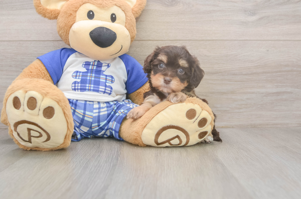 5 week old Cavapoo Puppy For Sale - Seaside Pups