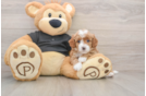 Cavapoo Puppy for Adoption