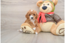 Cavapoo Puppy for Adoption