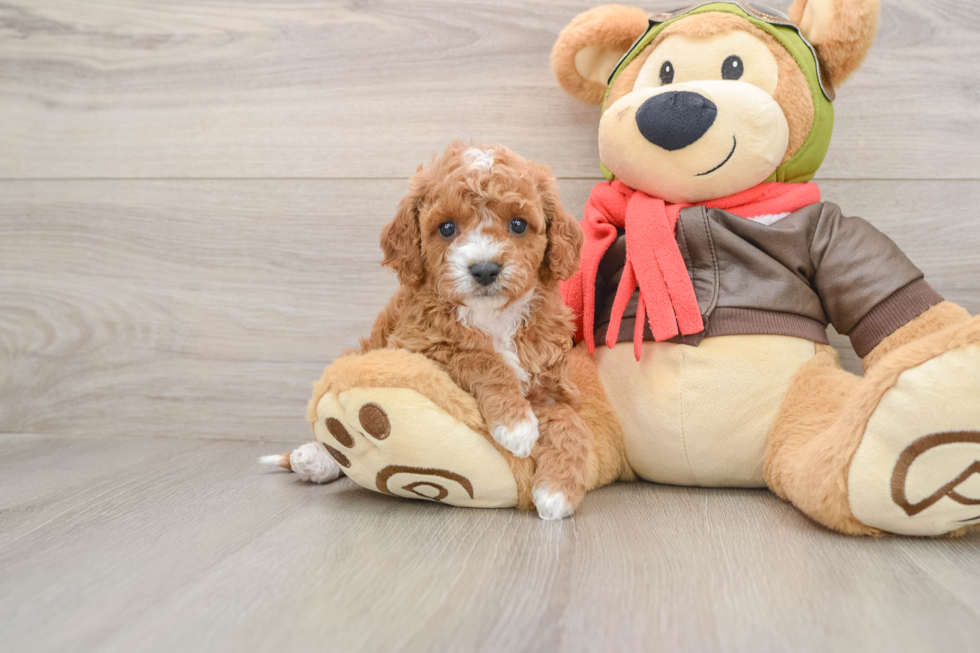 Cavapoo Puppy for Adoption