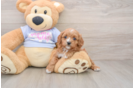 Cavapoo Puppy for Adoption