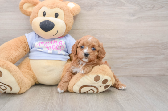 Cavapoo Puppy for Adoption