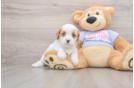 Adorable Cavalier King Charles Spaniel and Poodle Mix Poodle Mix Puppy